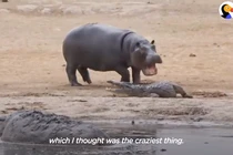 Cá sấu bị hà mã con “cà khịa” liên tục và kết bất ngờ