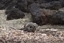 Rắn, kỳ nhông và cuộc rượt đuổi đau tim nhất lịch sử