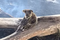 Xót xa hình ảnh gấu túi trong thảm họa cháy kinh hoàng nước Úc