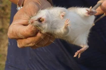 Tiết lộ thú vị chuột đồng, đặc sản truyền đời Đình Bảng