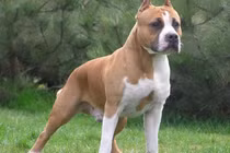 "Choáng" những điều ai cũng hiểu sai về giống chó Pitbull 