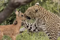 Kết đẫm máu sau hành động âu yếm của báo đốm với linh dương