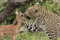 Kết đẫm máu sau hành động âu yếm của báo đốm với linh dương