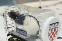 Phát hiện gây choáng từ việc dạy chuột... lái xe