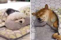 Mê mẩn ảnh cún con ngủ siêu ngoan trong “nhà trẻ chó”