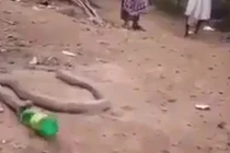 Ám ảnh rắn hổ mang vật lộn nôn ra chai nhựa 