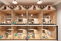 “Hốt bạc” từ dịch vụ cho nhà giàu Việt thuê khách sạn cho thú cưng