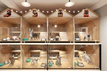 “Hốt bạc” từ dịch vụ cho nhà giàu Việt thuê khách sạn cho thú cưng