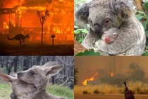 Loạt ảnh động vật xem "rớt nước mắt" trong vụ cháy rừng ở Úc