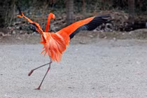 Thán phục những “vũ công” tuyệt đỉnh thế giới động vật