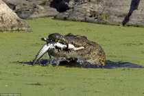 Cá sấu khổng lồ "ăn tươi nuốt sống" đồng loại ghê rợn