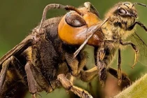 Sát thủ ong mặt quỷ kinh khủng thế nào?