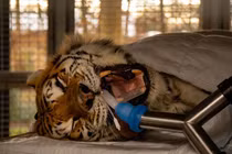 Cận cảnh màn nhổ răng hổ Siberia nặng 193 kg