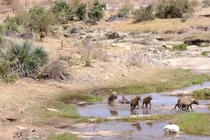 Khốc liệt cảnh linh cẩu cướp mồi sư tử cái, rồi bỏ chạy...