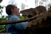 Chuột khổng lồ thích được hôn, lái xe đi chơi và uống rượu rum