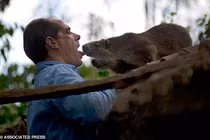 Chuột khổng lồ thích được hôn, lái xe đi chơi và uống rượu rum