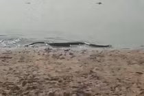 Thót tim thấy trăn anaconda bò lên từ dưới nước