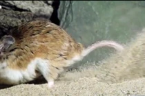 Đại chiến nảy lửa giữa chuột và bọ cạp