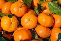 Cách chọn cam canh ăn ngày Tết ngon ngọt, không bị khô