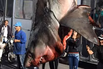 "Sốc" nặng xem cảnh cá mập trắng "khủng" bị treo ngược 