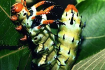 Quỷ sừng mại châu và những loài sâu bọ nhìn "quái thú" nhất