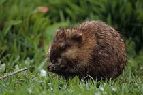 Lạ lùng loài chuột tỏa hương thơm nức, người cực yêu