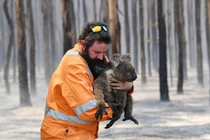 Cháy rừng ở Úc: “Kế hoạch hoá dân số” giết 10.000 con lạc đà