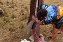 Mổ bụng cá mập "khủng", choáng váng 9 con vật rơi ra ngoài