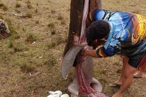 Mổ bụng cá mập "khủng", choáng váng 9 con vật rơi ra ngoài