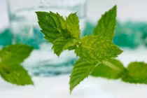 Các loại thảo mộc chống ung thư