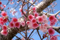 8 món ăn độc đáo từ hoa anh đào