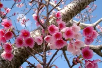 8 món ăn độc đáo từ hoa anh đào