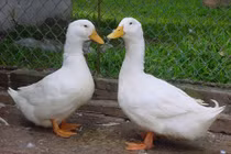 Mẹo chọn vịt ngon cho ngày Tết Đoan Ngọ