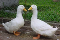 Mẹo chọn vịt ngon cho ngày Tết Đoan Ngọ