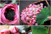 Cách tự ướp trà sen thơm ngát cực dễ tại nhà