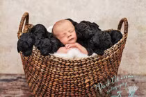 Đẹp mê mẩn ảnh bé sơ sinh giữa cả đàn chó đen