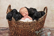 Đẹp mê mẩn ảnh bé sơ sinh giữa cả đàn chó đen