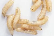 Thực phẩm có giòi có thể gây những tai họa gì?