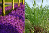 7 mẹo cực hay để không bị muỗi cắn