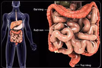 Làm gì để không bị ung thư đại tràng như vua nhạc sến?