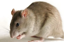 Bí quyết đuổi chuột rất dễ mà không cần đánh bả