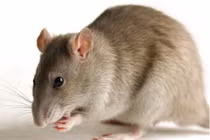 Bí quyết đuổi chuột rất dễ mà không cần đánh bả