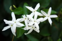 7 loại cây giúp ngon giấc nên có trong phòng ngủ