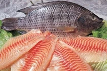 Phát hiện sốc: Ăn cá rô phi có thể bị ung thư