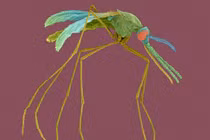 7 lý do khiến bạn bị muỗi đốt nhiều hơn người khác