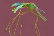 7 lý do khiến bạn bị muỗi đốt nhiều hơn người khác