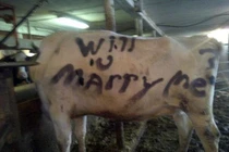 Những màn cầu hôn bạn gái dở tệ nhất thế gian