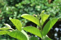 Những mẹo cực hay chữa lẹo ở mắt