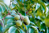 6 công dụng tuyệt vời của trái sấu với sức khỏe