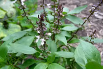 10 tác dụng đáng ngạc nhiên của húng quế với sức khỏe